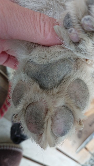 f:id:cogioya:20191209200529j:plain