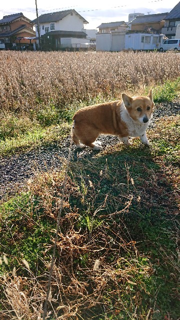 f:id:cogioya:20191209200805j:plain