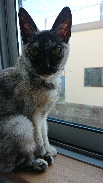 f:id:cogioya:20191209201342j:plain