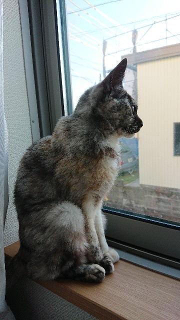 f:id:cogioya:20191209201520j:plain