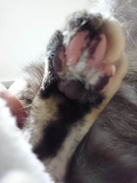 f:id:cogioya:20191209234254j:plain