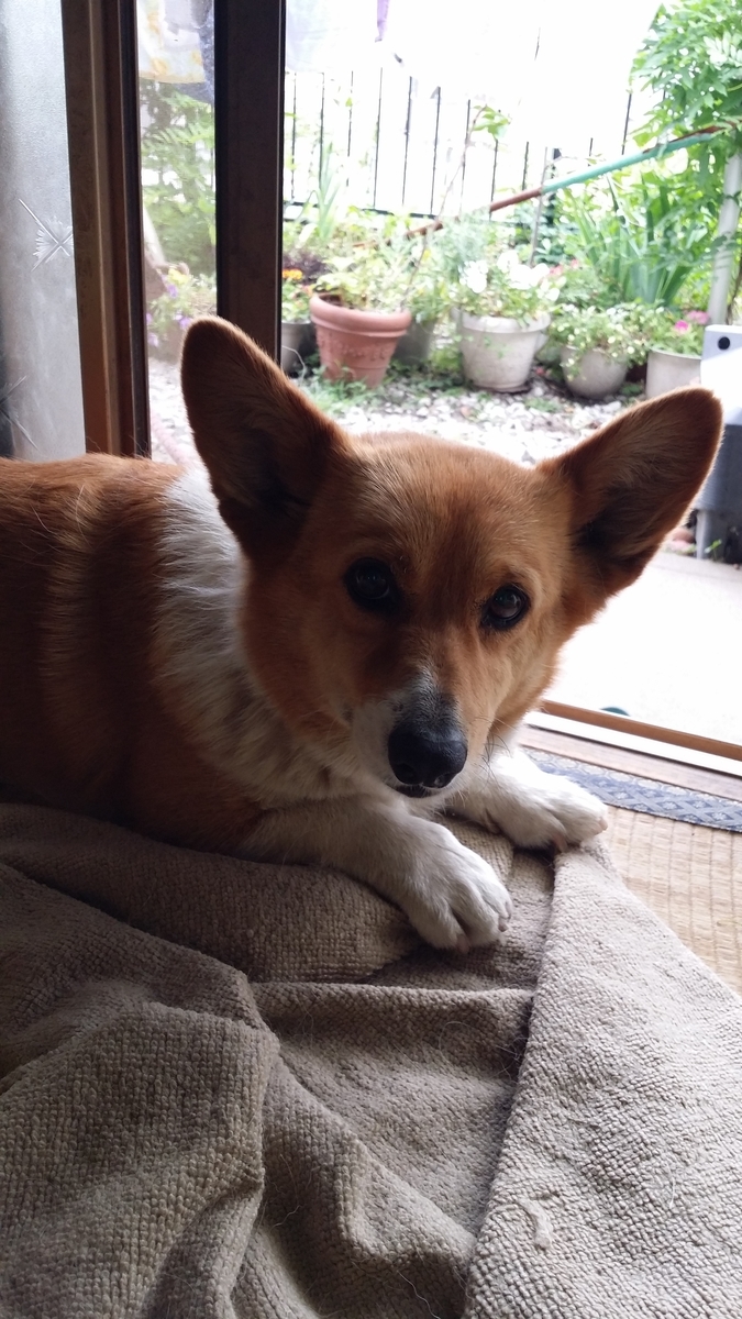 f:id:cogioya:20191214070934j:plain f:id:cogioya:20191214070934j:plain