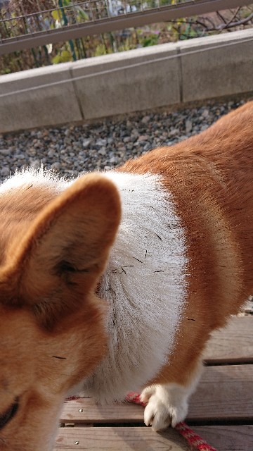 f:id:cogioya:20191215090511j:image