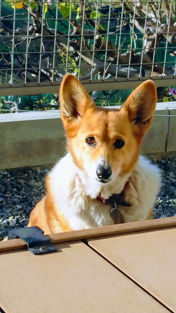 f:id:cogioya:20191215091256j:image