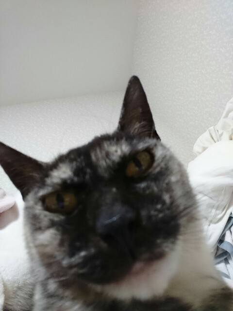 f:id:cogioya:20191218122727j:image