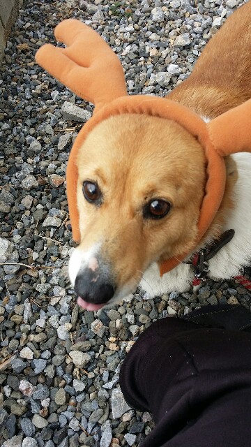 f:id:cogioya:20191222101827j:image