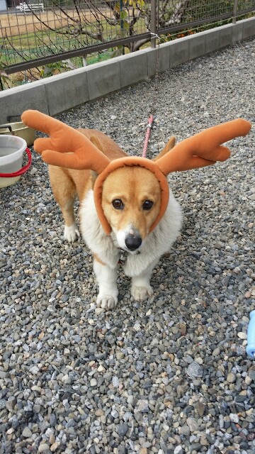 f:id:cogioya:20191222101945j:image