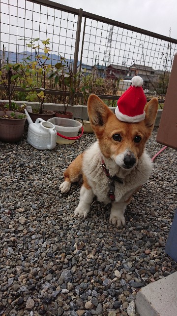 f:id:cogioya:20191222150235j:image