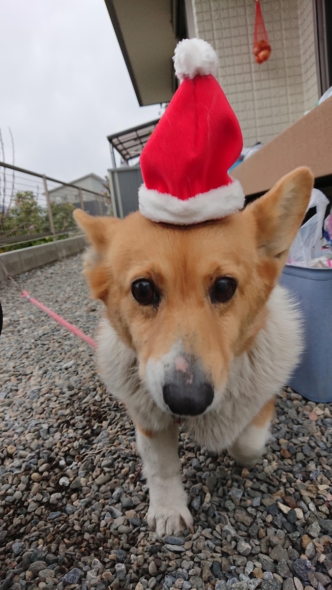 f:id:cogioya:20191224071713j:plain f:id:cogioya:20191224071713j:plain