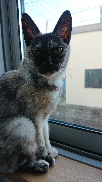 f:id:cogioya:20191228070435j:image