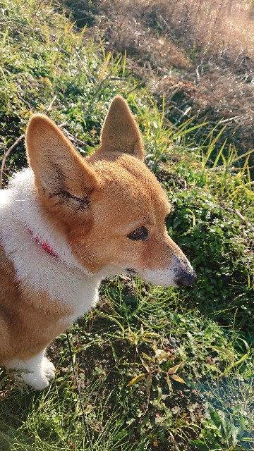 f:id:cogioya:20191228230113j:plain