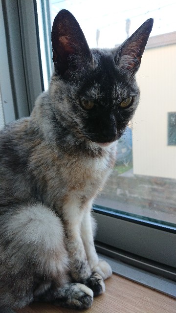 f:id:cogioya:20191231085024j:image