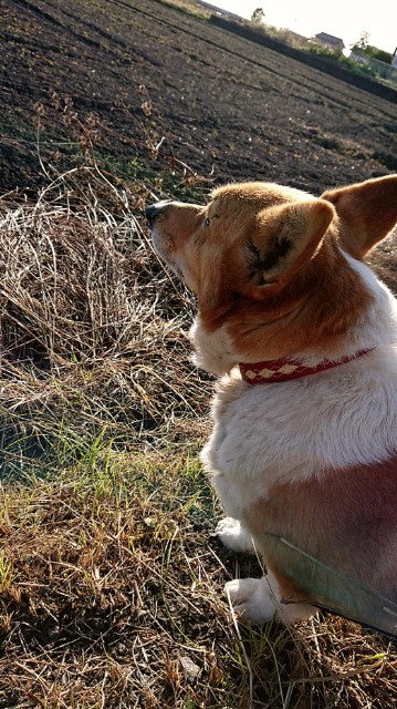 f:id:cogioya:20200107142851j:image