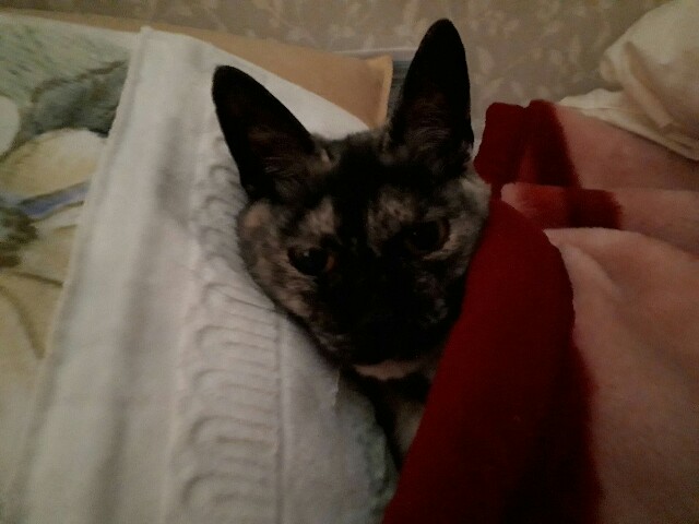 f:id:cogioya:20200111005745j:plain f:id:cogioya:20200111005745j:plain