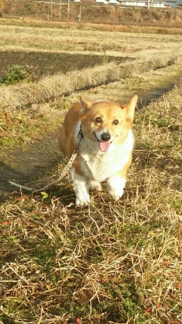 f:id:cogioya:20200117130843j:image