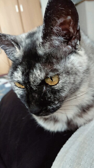 f:id:cogioya:20200125001322j:image