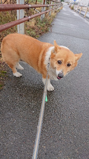 f:id:cogioya:20200129001622j:image