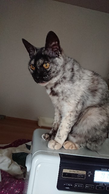 f:id:cogioya:20200201133157j:image f:id:cogioya:20200201133157j:image