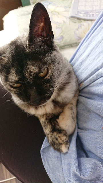 f:id:cogioya:20200201133225j:image f:id:cogioya:20200201133225j:image