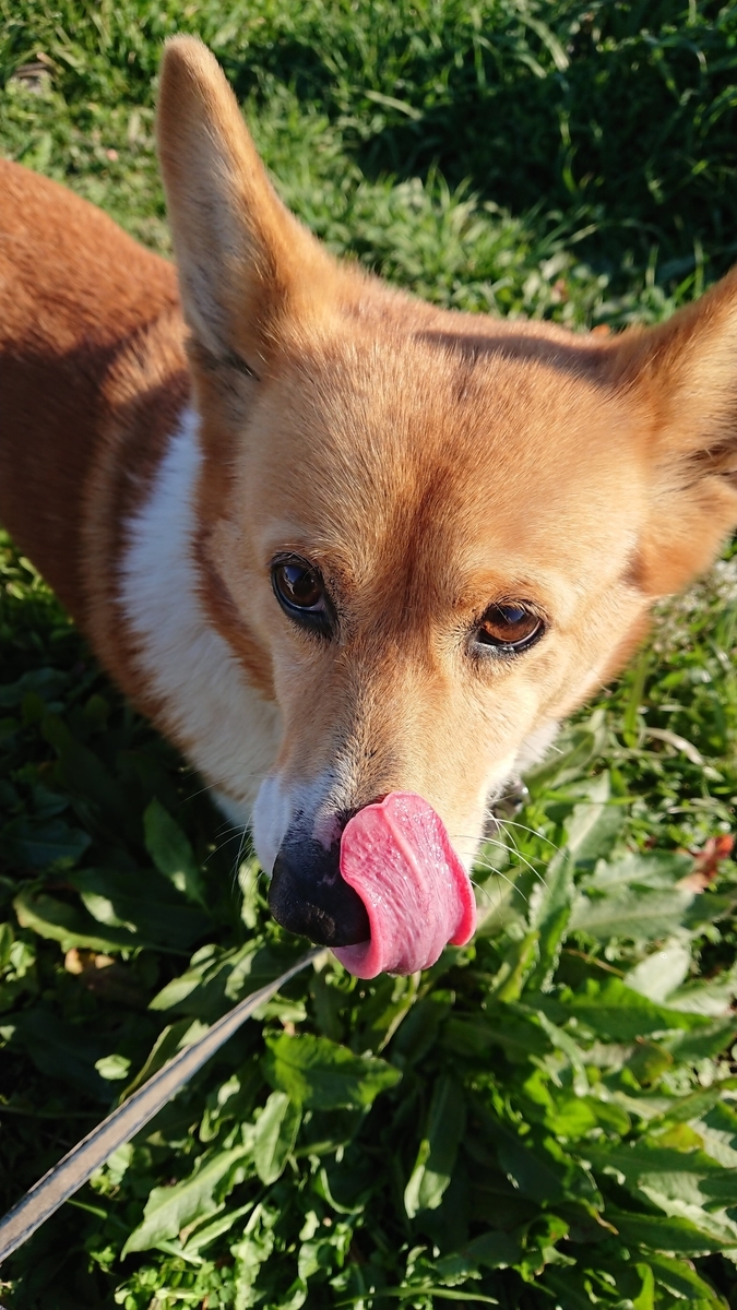 f:id:cogioya:20200202124819j:plain