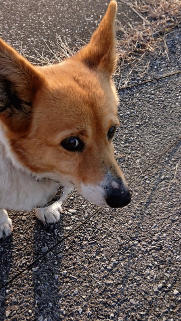 f:id:cogioya:20200204081355j:image