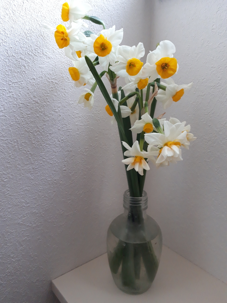 f:id:cogioya:20200205073739j:plain f:id:cogioya:20200205073739j:plain