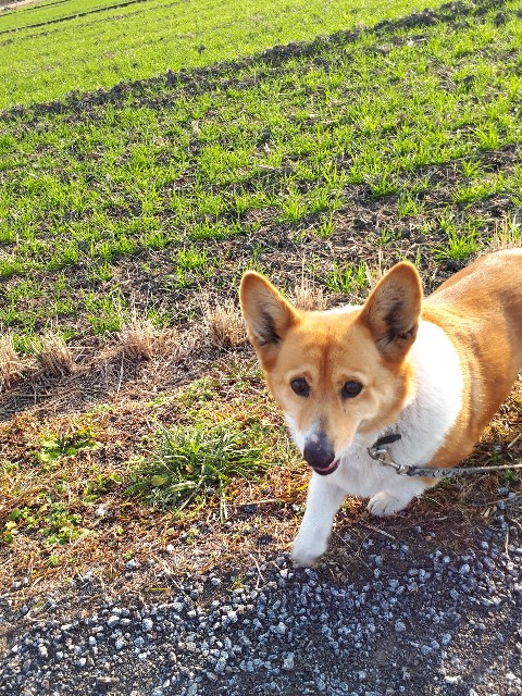 f:id:cogioya:20200205103920j:plain f:id:cogioya:20200205103920j:plain