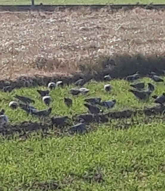 f:id:cogioya:20200205104354j:plain f:id:cogioya:20200205104354j:plain