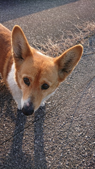 f:id:cogioya:20200206050034j:plain f:id:cogioya:20200206050034j:plain