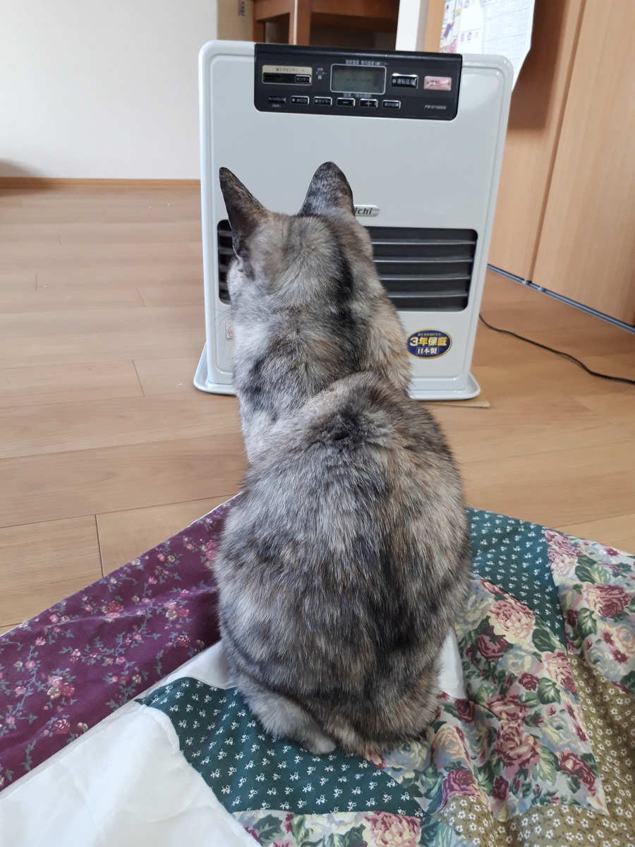 f:id:cogioya:20200212070414j:plain