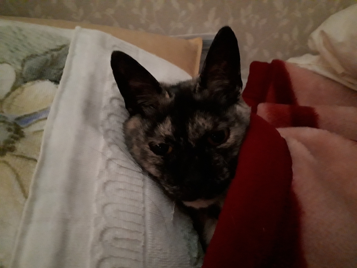 f:id:cogioya:20200213053634j:plain