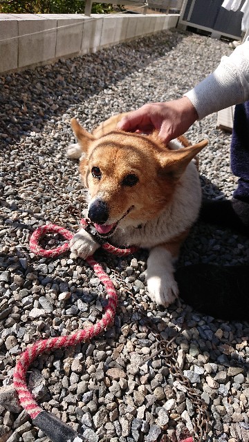 f:id:cogioya:20200217131404j:image