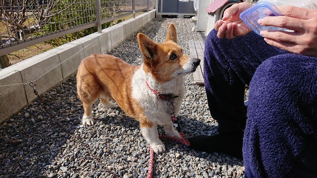 f:id:cogioya:20200217131434j:image