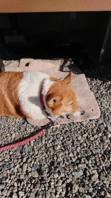 f:id:cogioya:20200217133308j:image