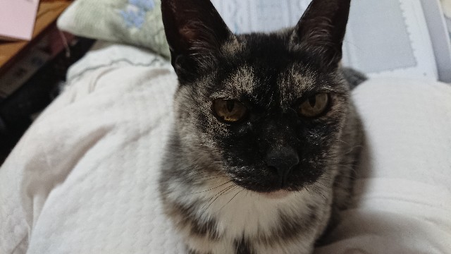 f:id:cogioya:20200223064506j:plain