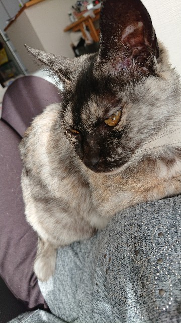 f:id:cogioya:20200223064647j:plain