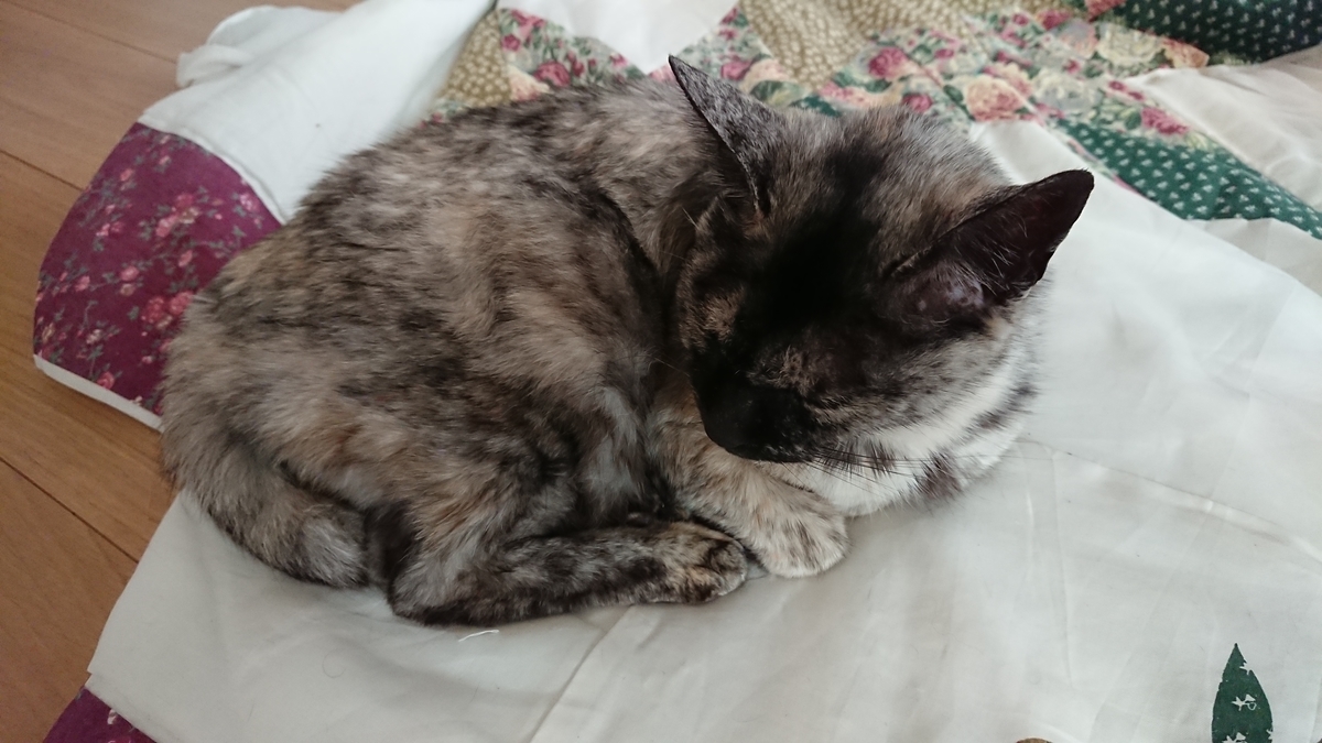 f:id:cogioya:20200223163804j:plain