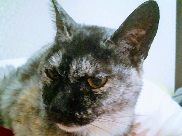 f:id:cogioya:20200229072605j:image f:id:cogioya:20200229072605j:image