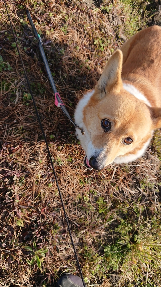 f:id:cogioya:20200301080921j:plain