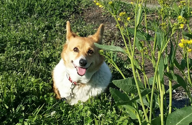 f:id:cogioya:20200304105600j:image