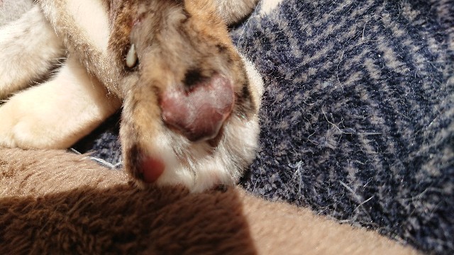 f:id:cogioya:20200306131014j:image