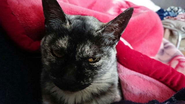 f:id:cogioya:20200311070931j:plain