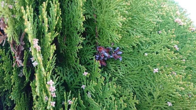 f:id:cogioya:20200311220136j:image f:id:cogioya:20200311220136j:image