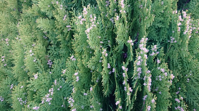 f:id:cogioya:20200311220202j:image f:id:cogioya:20200311220202j:image