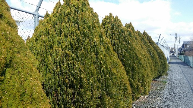 f:id:cogioya:20200311220256j:image f:id:cogioya:20200311220256j:image