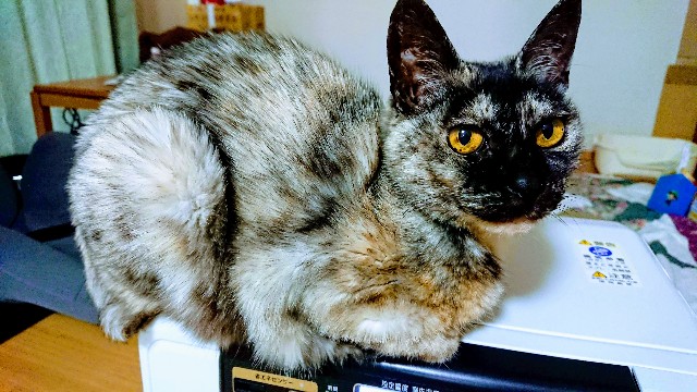 f:id:cogioya:20200313074541j:image