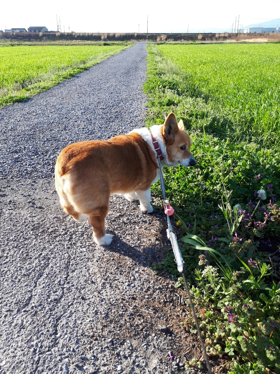 f:id:cogioya:20200313231846j:plain