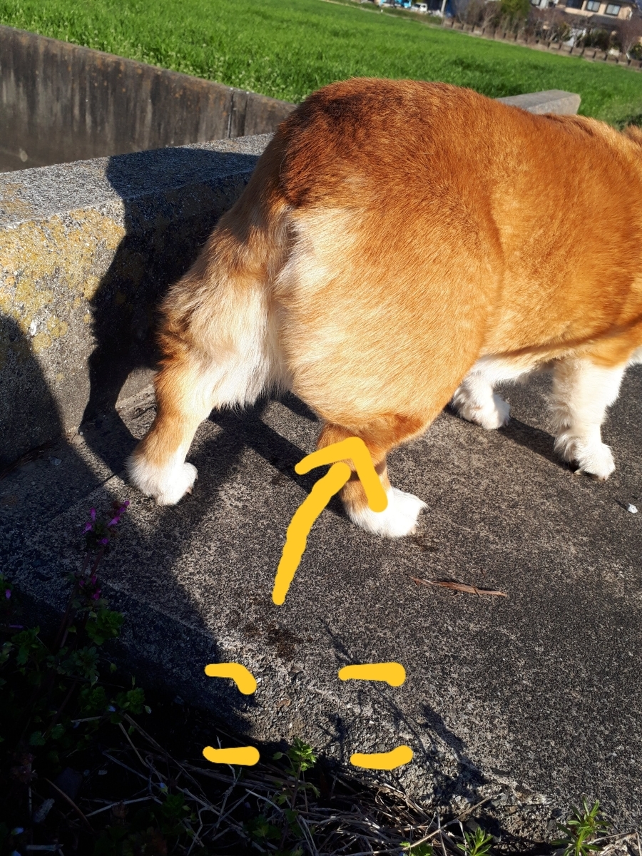 f:id:cogioya:20200313232001j:plain