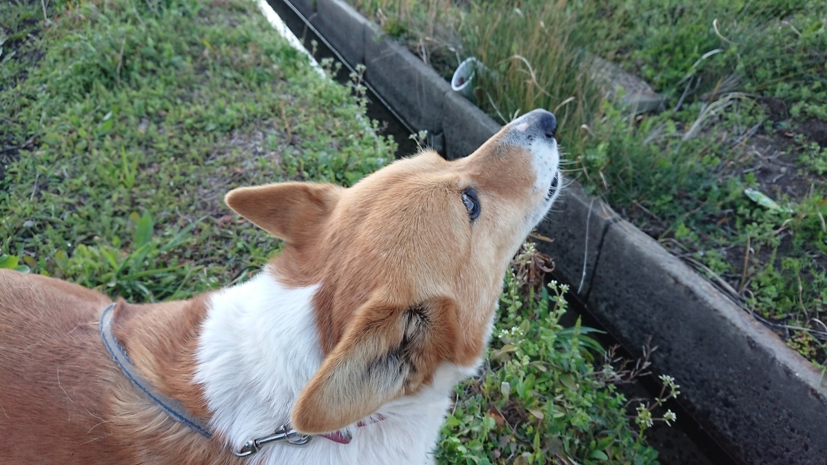 f:id:cogioya:20200317003008j:plain