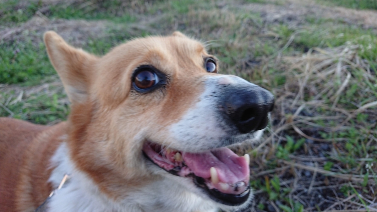 f:id:cogioya:20200317003355j:plain